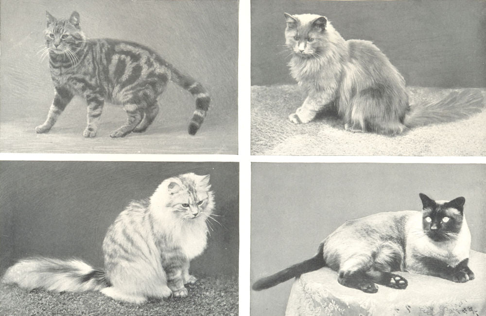 CATS. Domestic Cat; Blue-smoke Persian; Persian; Siamese (Thai) 1912 old print